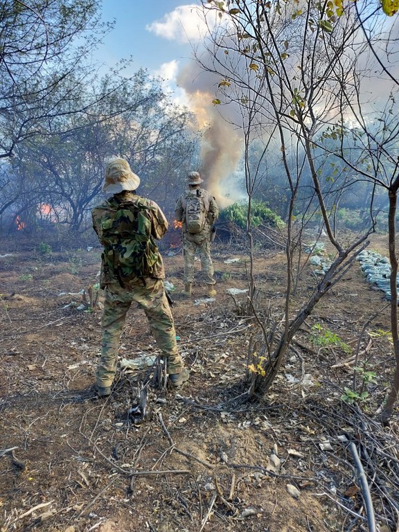 Operação da Polícia Federal destrói aproximadamente 230 mil pés de maconha no PE