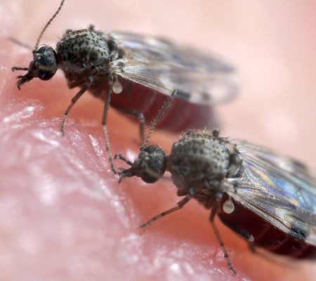 Oropouche: Doença com novos casos registrados em Roraima